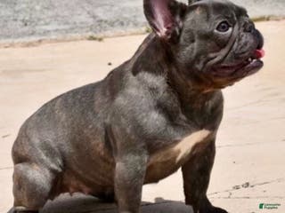 French Bulldog dogs French Bulldog Puppy 3 - Ad 30