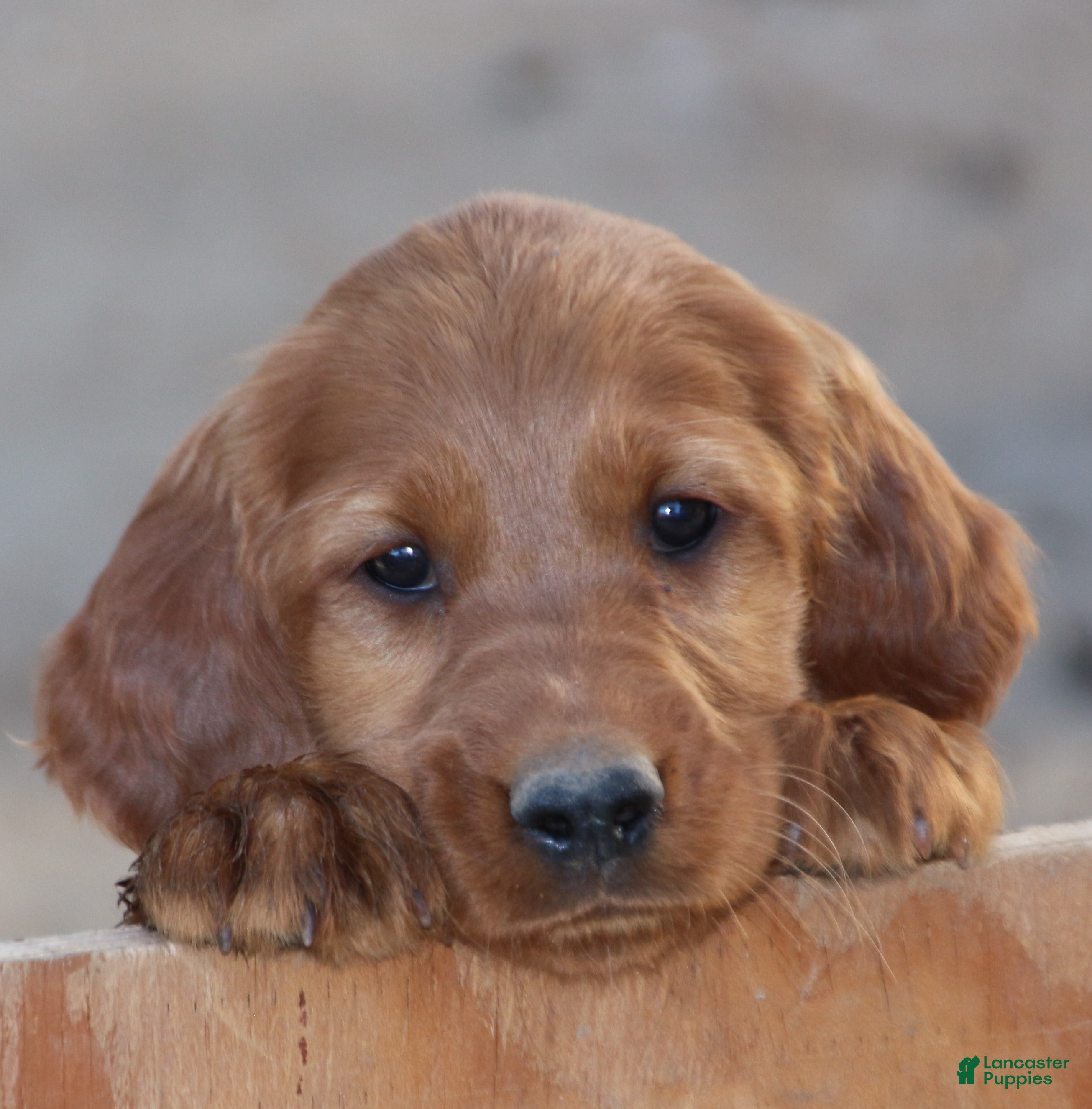 Irish Setter dogs Honey - Ad 1