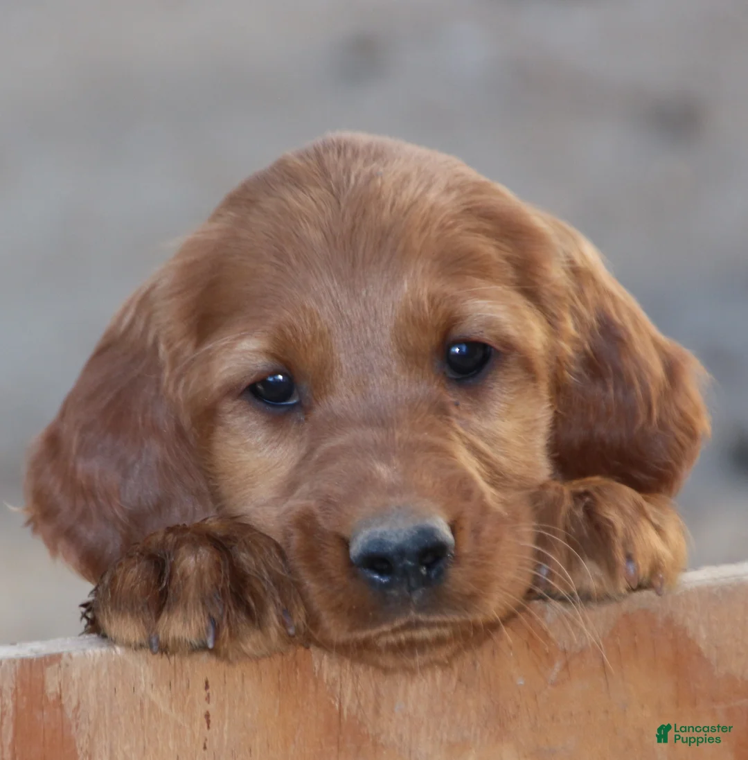 Irish Setter dogs for sale: Honey - Ad 1