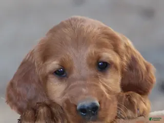 Irish Setter dogs for sale: Honey - Ad 3