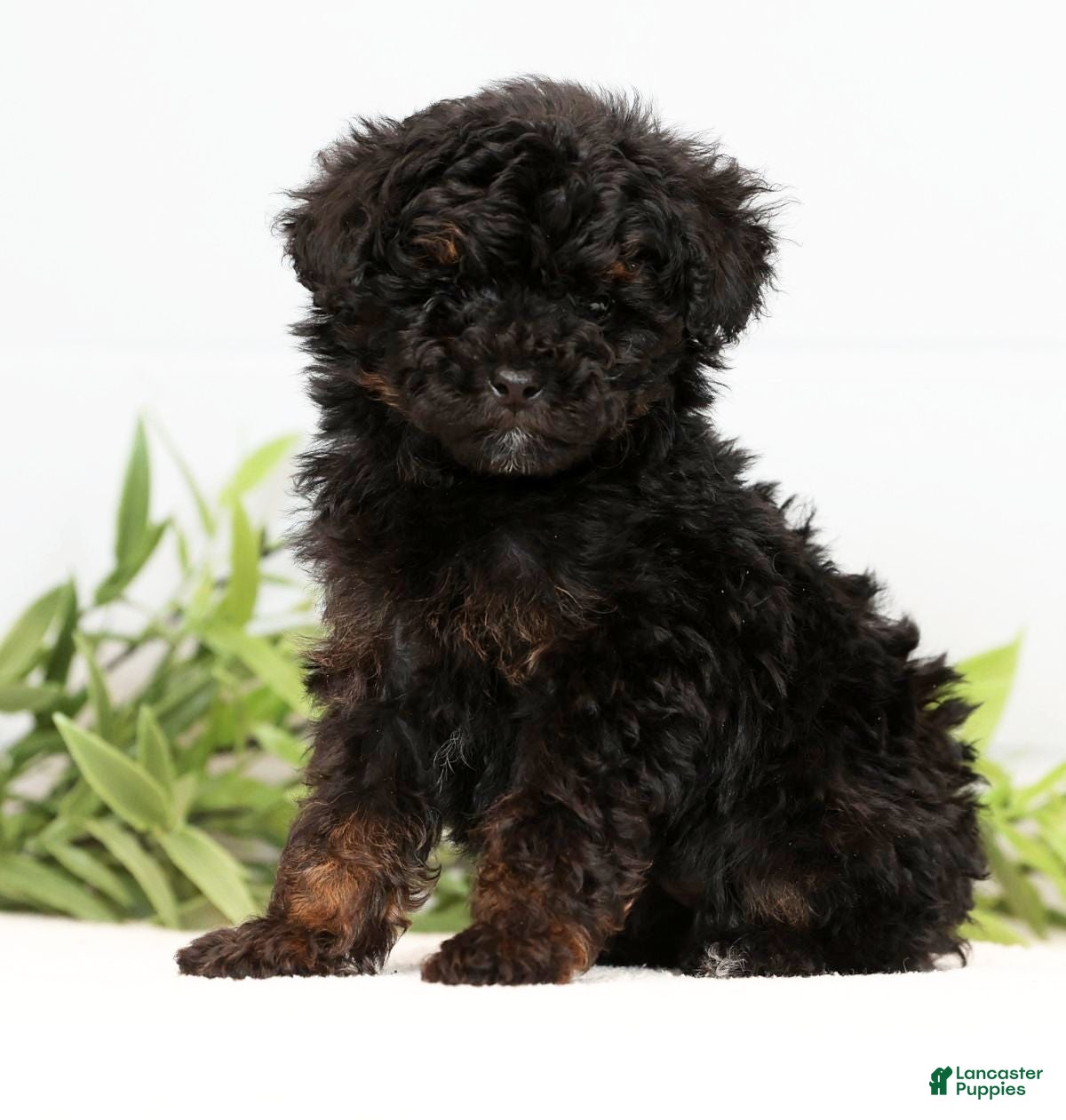 Toy Poodle dogs Lilly Toy - Ad 14