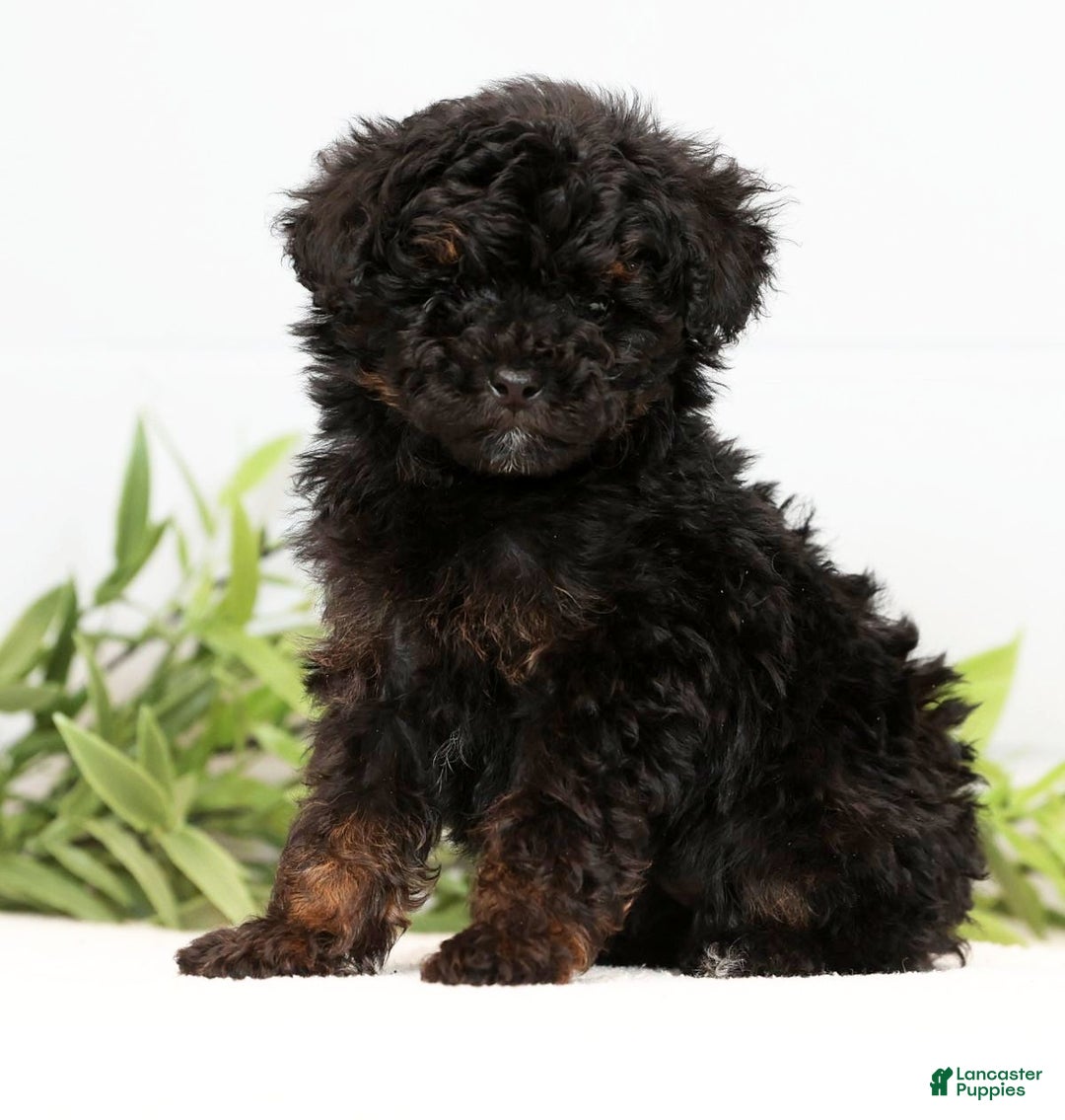 Toy Poodle dogs for sale: Lilly Toy - Ad 1