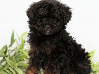 Toy Poodle dogs Lilly Toy - Ad 6