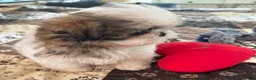 Shih Tzu dogs for sale: Patticake - Ad 8