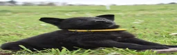 German Shepherd dogs for sale: Ripple - Ad 2