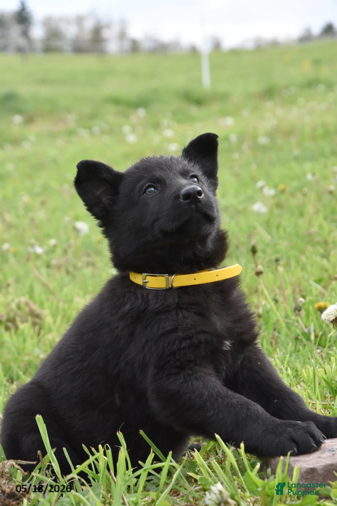 German Shepherd dogs for sale: Ripple - Ad 2