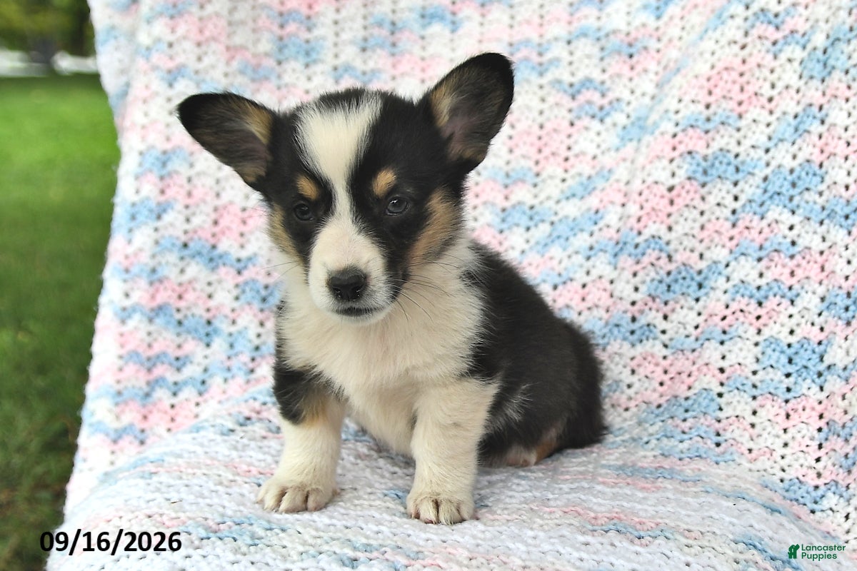 Welsh Corgi Pembroke dogs Aaron - Ad 2