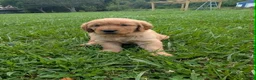 Golden Retriever dogs for sale: Maizey - Ad 2