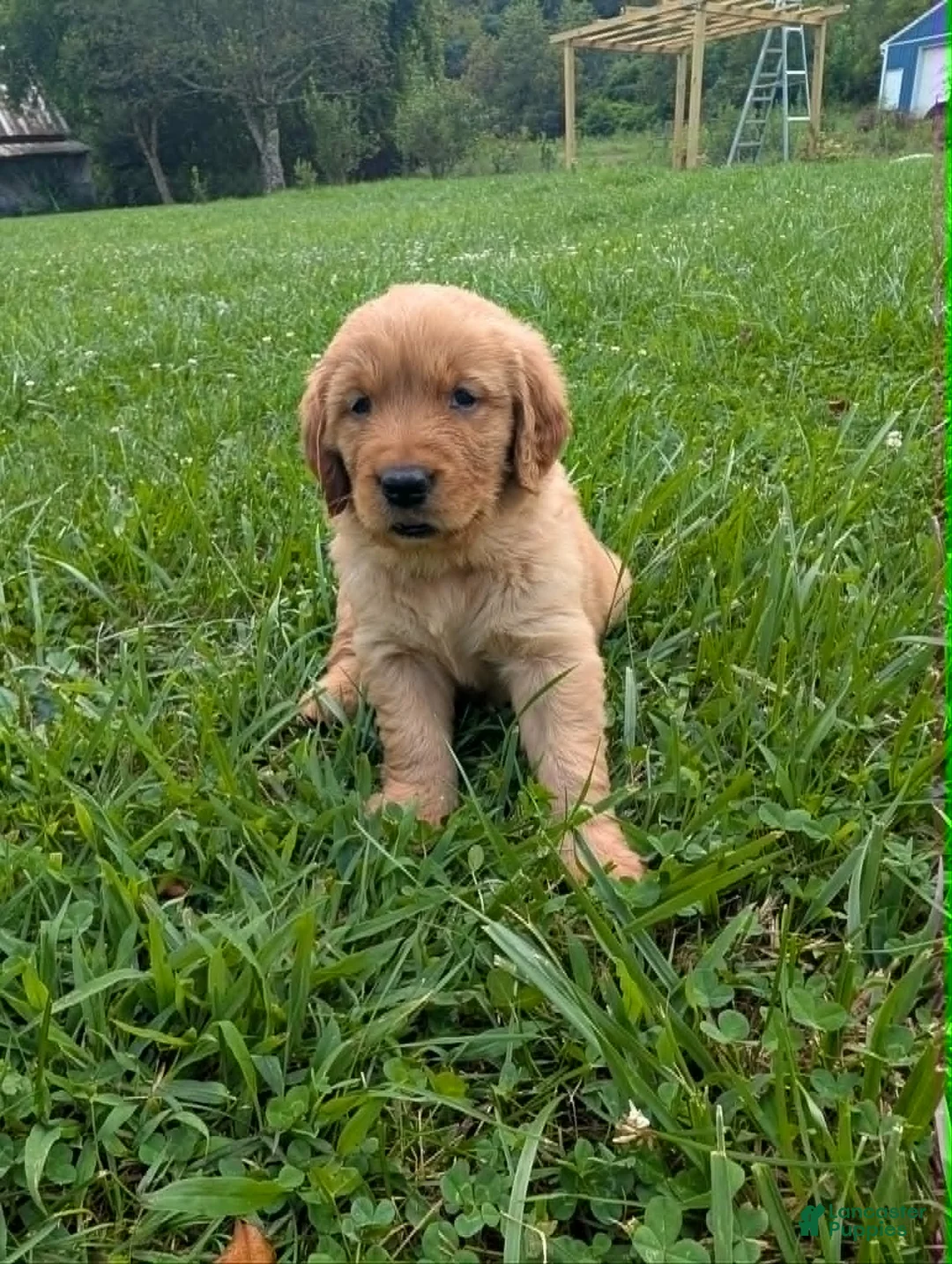 Golden Retriever dogs for sale: Maizey - Ad 2