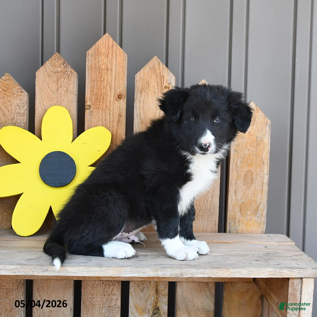 Border Collie dogs for sale: Theodore - Ad 2