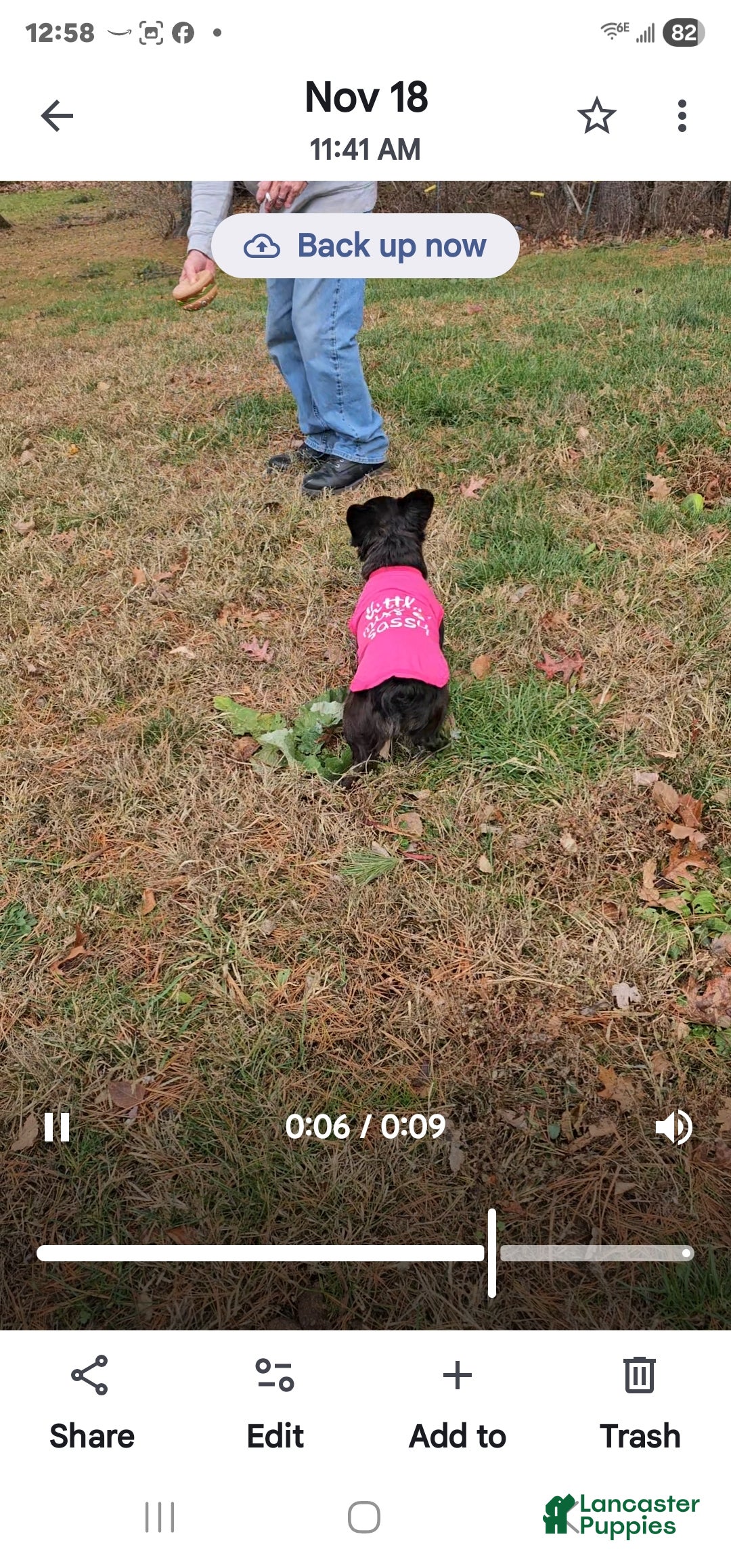 French Bulldog dogs for sale: Jewl Fluffy female  - Ad 7