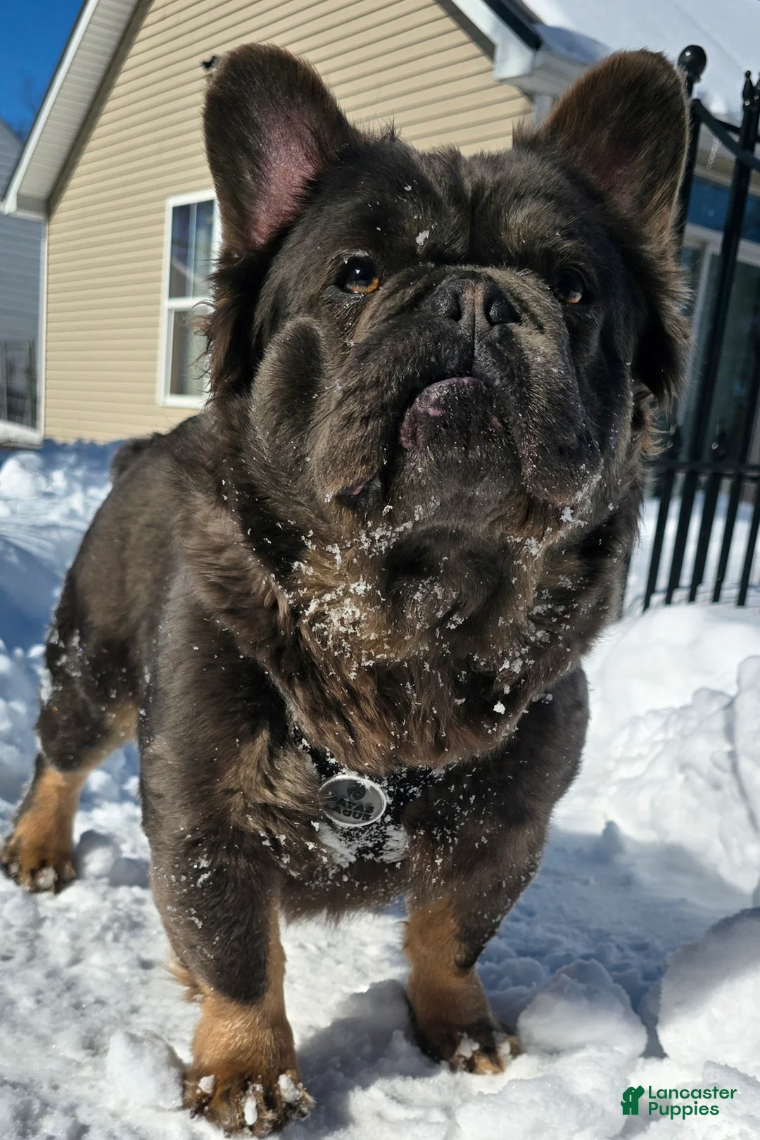 French Bulldog dogs for sale: Tyson - Ad 3