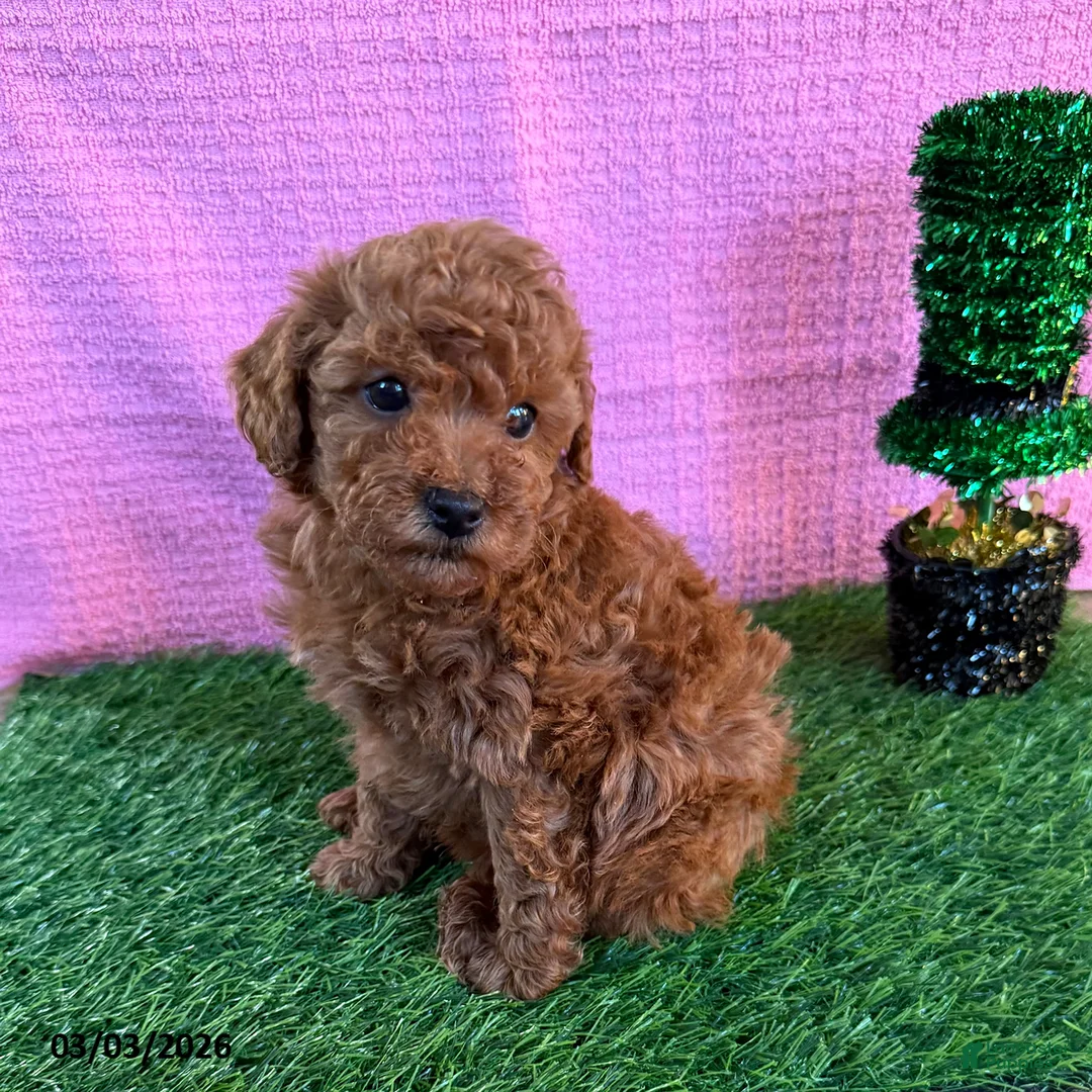 Toy Poodle dogs for sale: Rusty - Ad 4