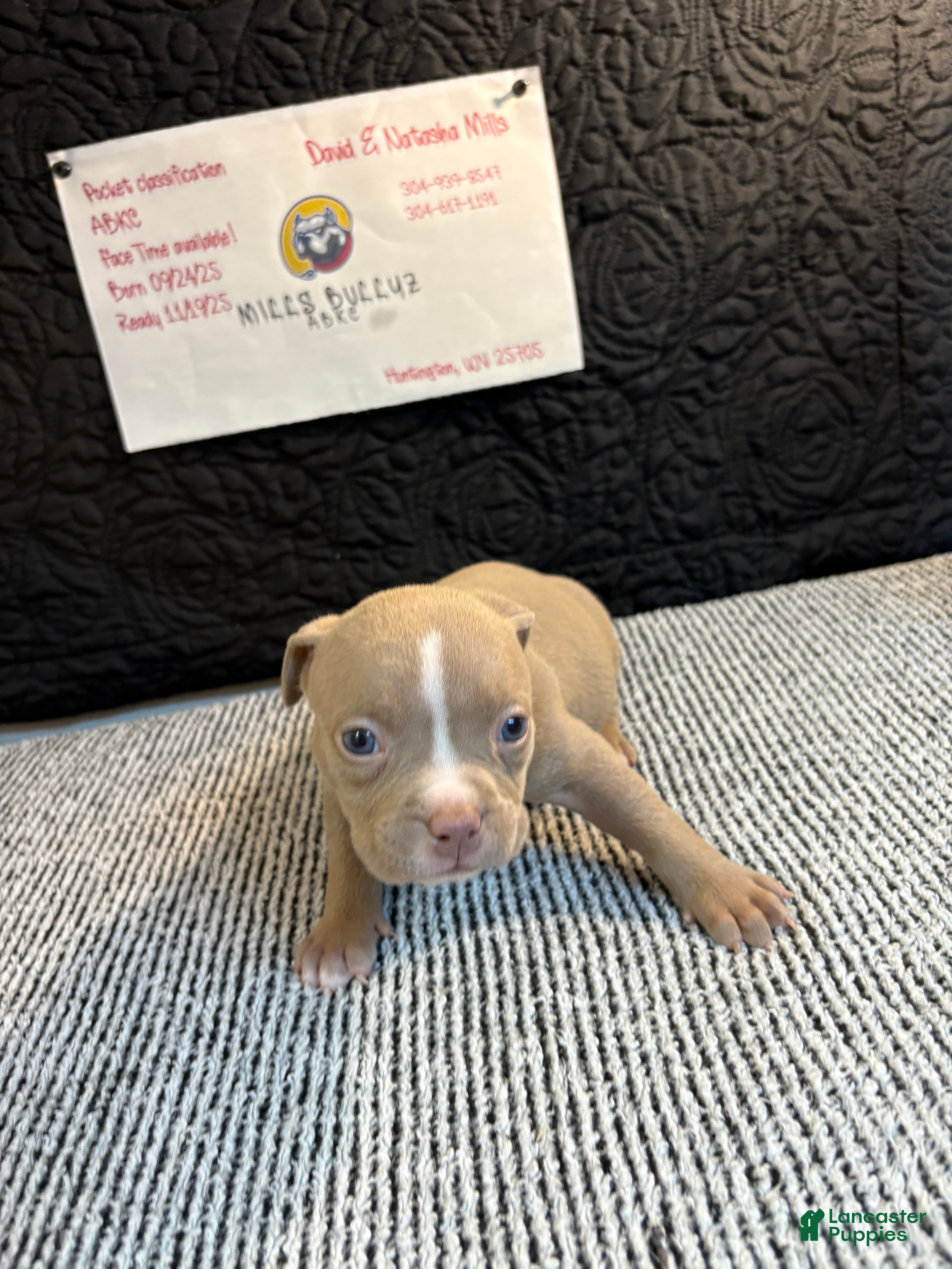 American Bully dogs Poe - Ad 33