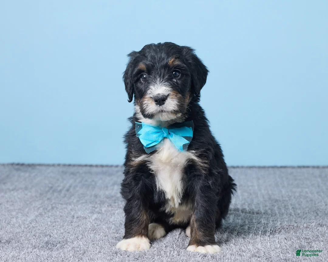 Bernedoodle dogs for sale: Heather - Ad 1