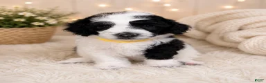 Miniature Poodle Yellow