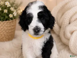 Miniature Poodle dogs for sale: Miniature Poodle Yellow - Ad 1