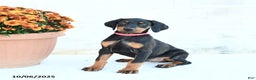 Doberman Pinscher dogs for sale: Flora   - Ad 12