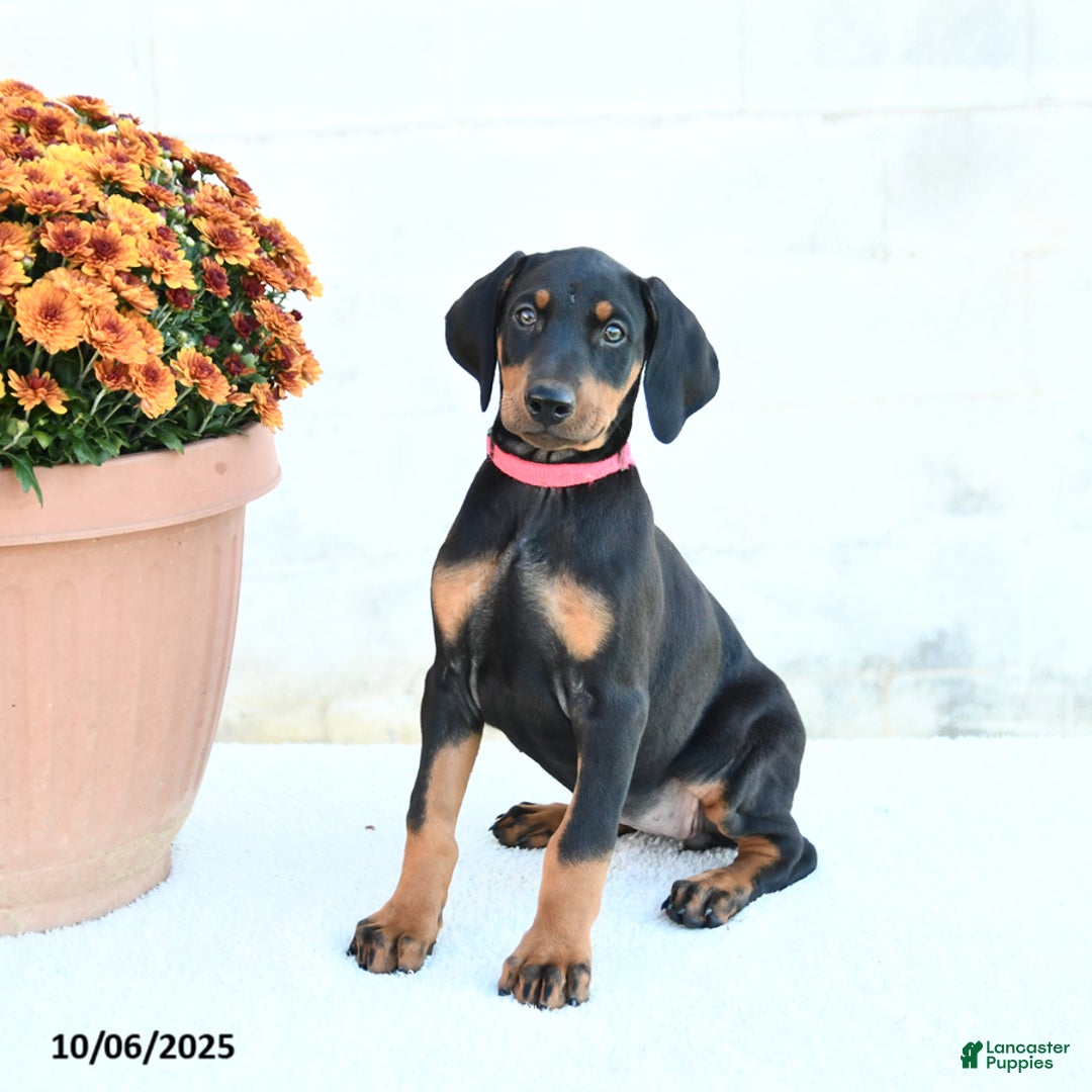 Doberman Pinscher dogs for sale: Flora   - Ad 12