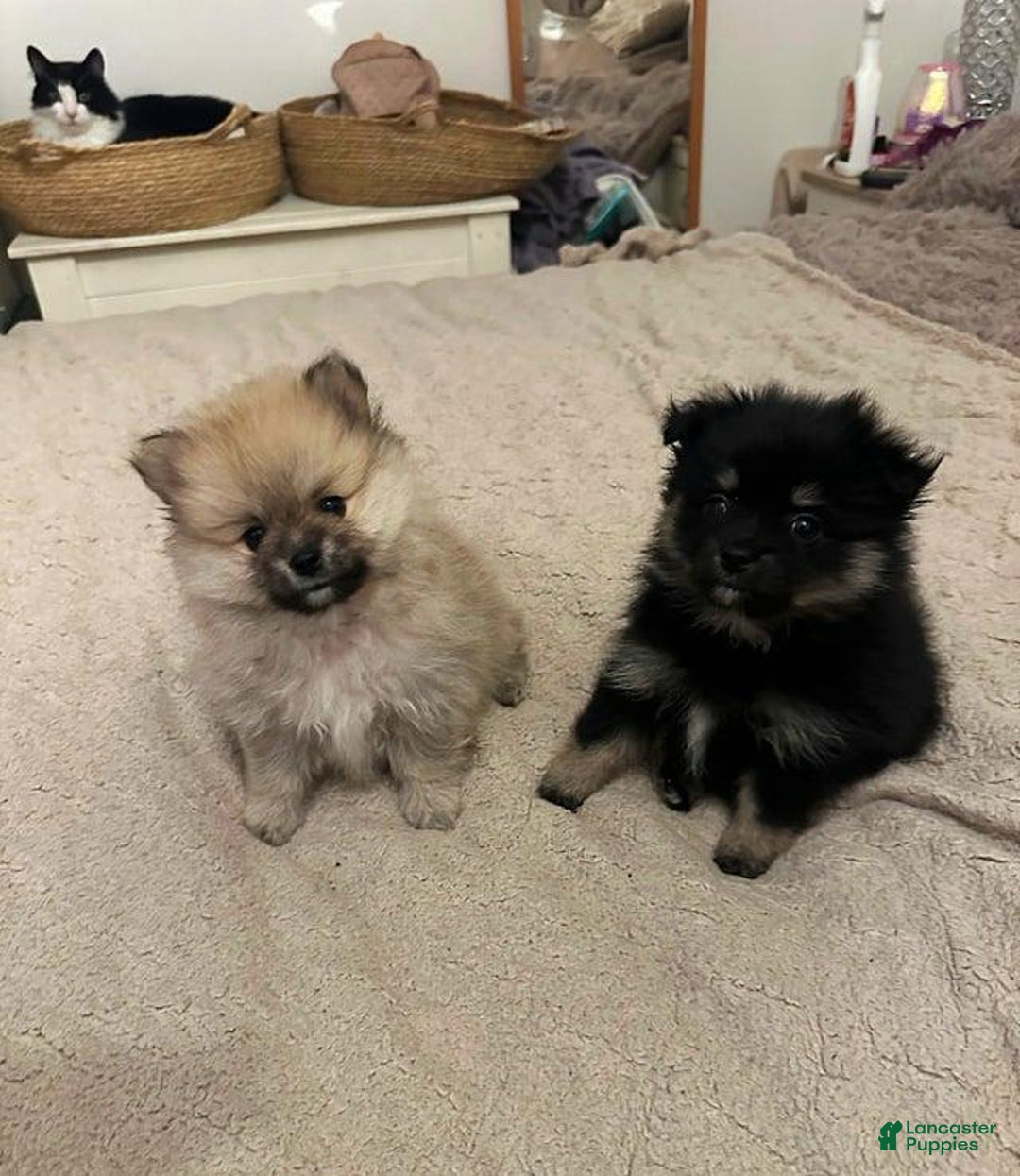 Pomeranian dogs for sale: Molly - Ad 10