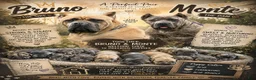 Cane Corso dogs for sale: Valor  - Ad 4