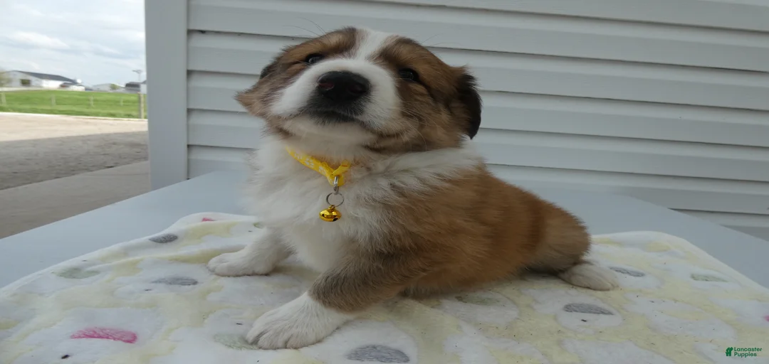 Gallery Image {{count}}