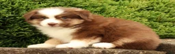 Miniature Australian Shepherd dogs for sale: Farley - Ad 3