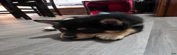Shiba Inu dogs for sale: Shiba Inu 1 - Ad 3