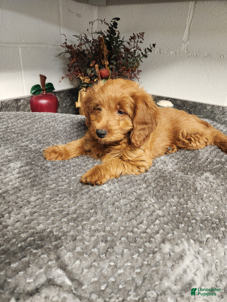 Mini Goldendoodle dogs for sale: Blossom - Ad 2
