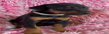 Doberman Pinscher 8