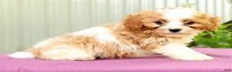 Cavapoo dogs for sale: Rex - Ad 5