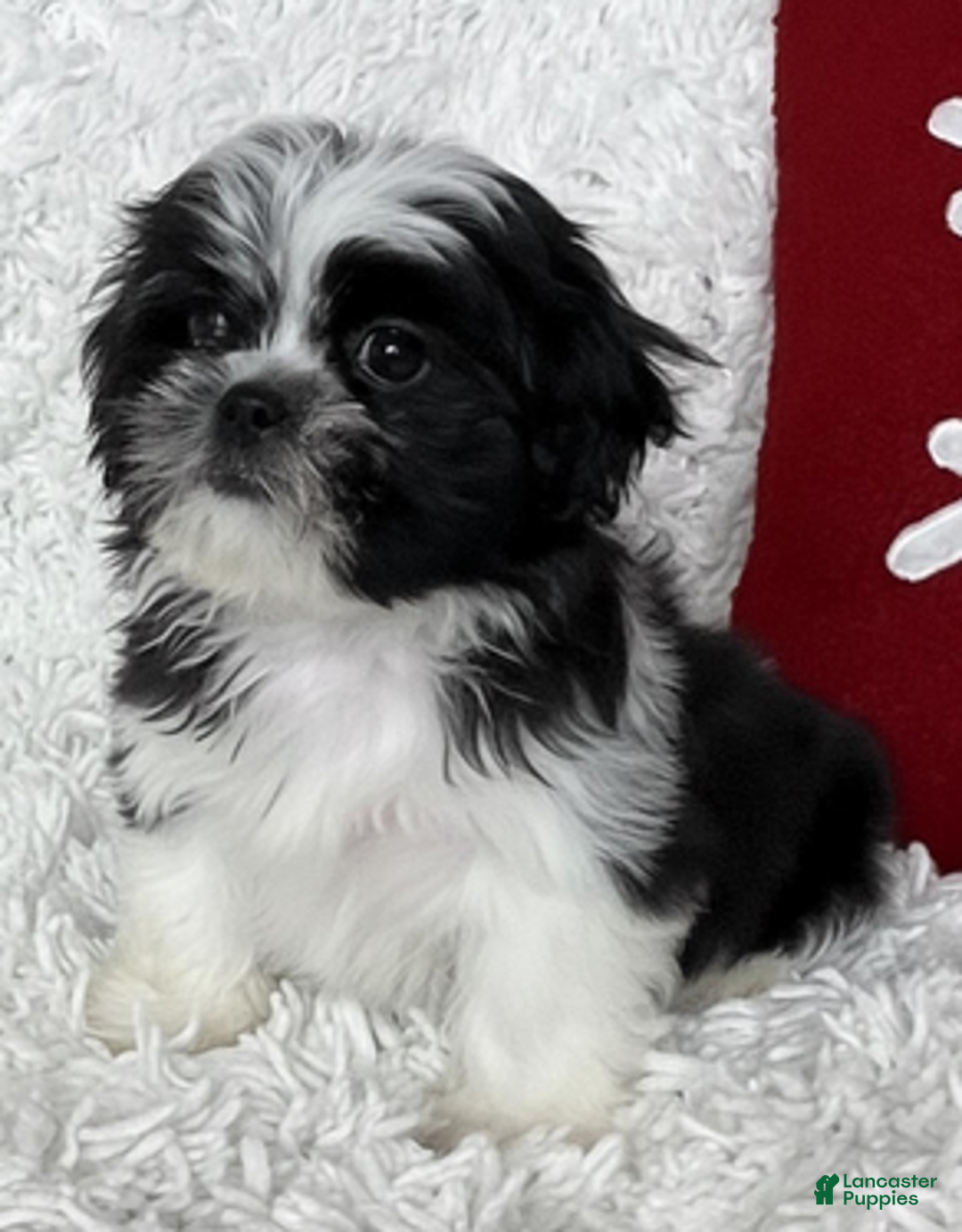 Shih Tzu dogs for sale: AKC Commet - Ad 5