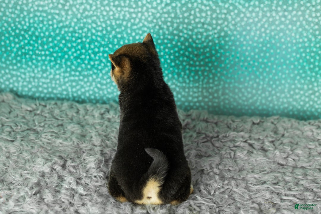 Shiba Inu dogs for sale: Amy - Ad 6