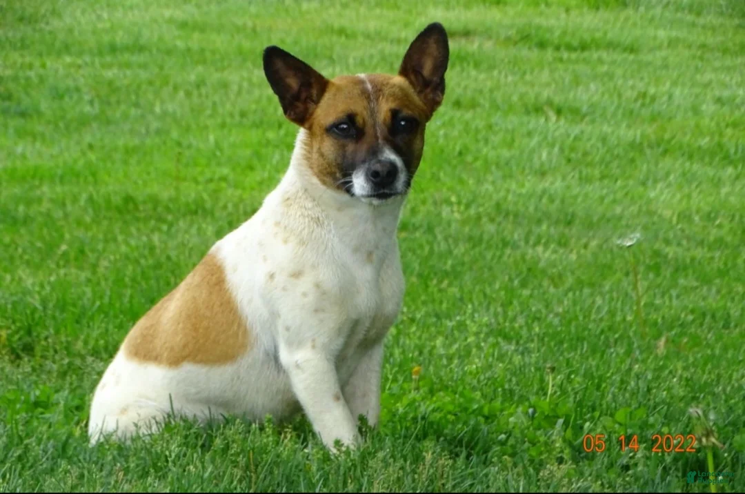 Rat Terrier dogs for sale: Ruby - Ad 3