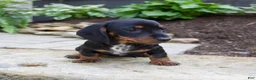 Miniature Dachshund dogs for sale: Gage - Ad 9