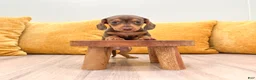 Miniature Dachshund dogs for sale: Mister - Ad 2