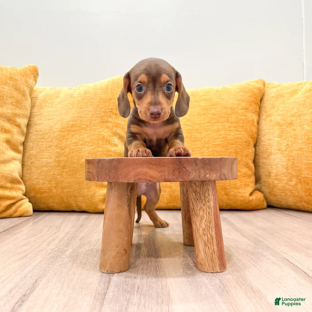 Miniature Dachshund dogs for sale: Mister - Ad 2