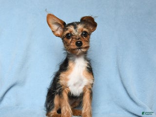 Mixed Breed dogs Snow White - Ad 19