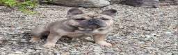 French Bulldog dogs for sale: Olaf – Lilac Big Rope French Bulldog with Panda Husky Pattern, carries pink and fluffy - Ad 12