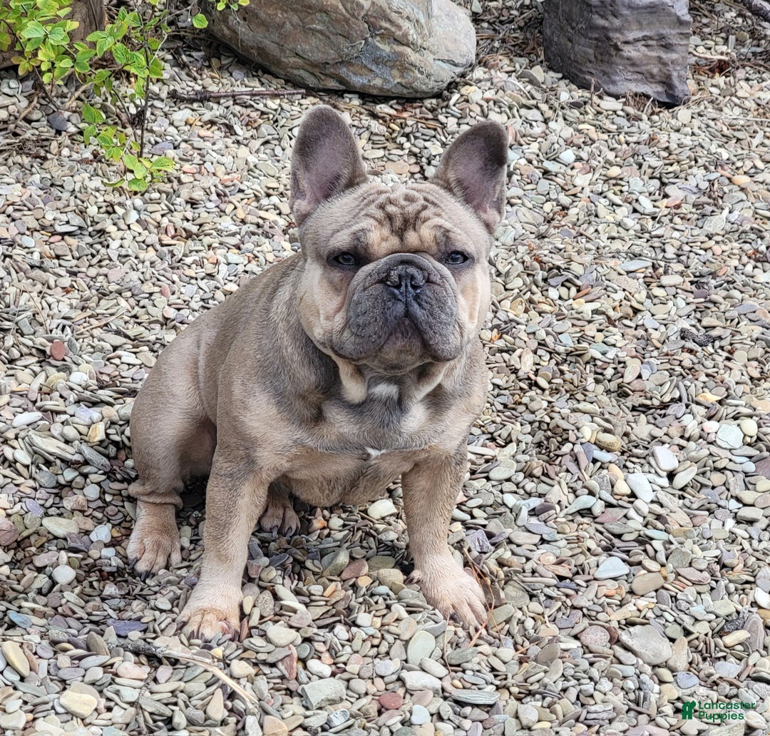 French Bulldog dogs for sale: Olaf – Lilac Big Rope French Bulldog with Panda Husky Pattern, carries pink and fluffy - Ad 12