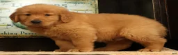 Golden Retriever dogs for sale: Dane - Ad 2