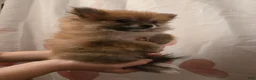 Pomeranian dogs for sale: Vera 1 - Ad 4