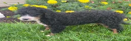 Mini Bernedoodle dogs for sale: Kandy - Ad 1