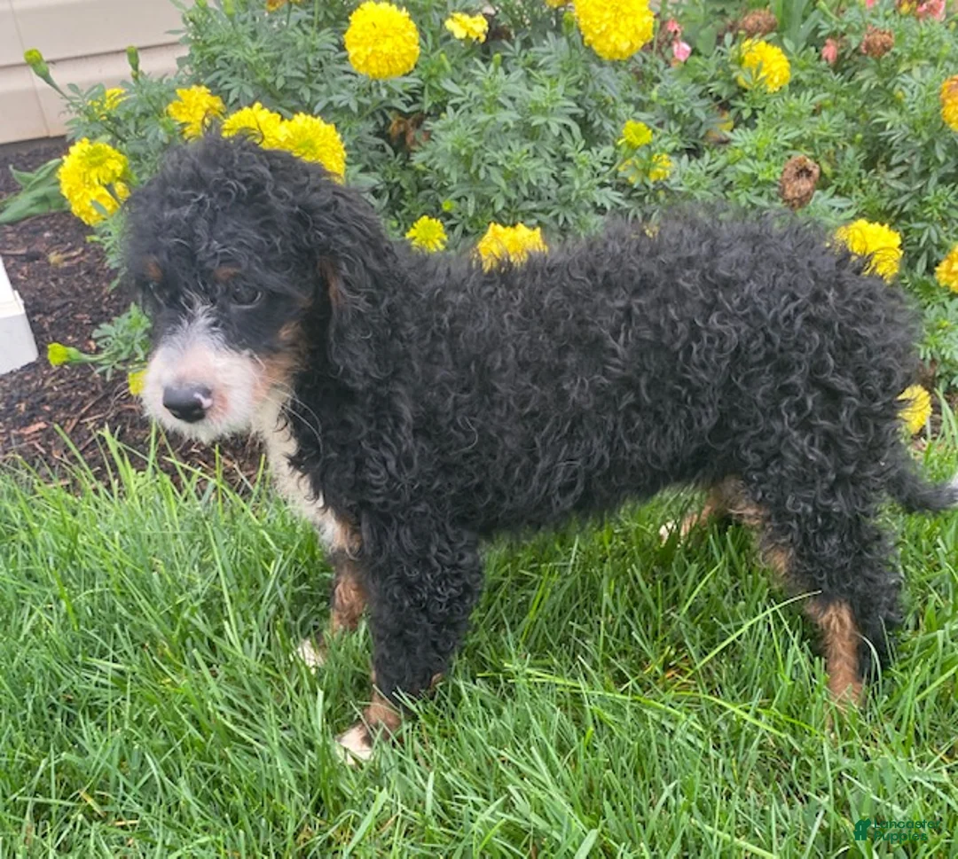 Mini Bernedoodle dogs for sale: Kandy - Ad 1