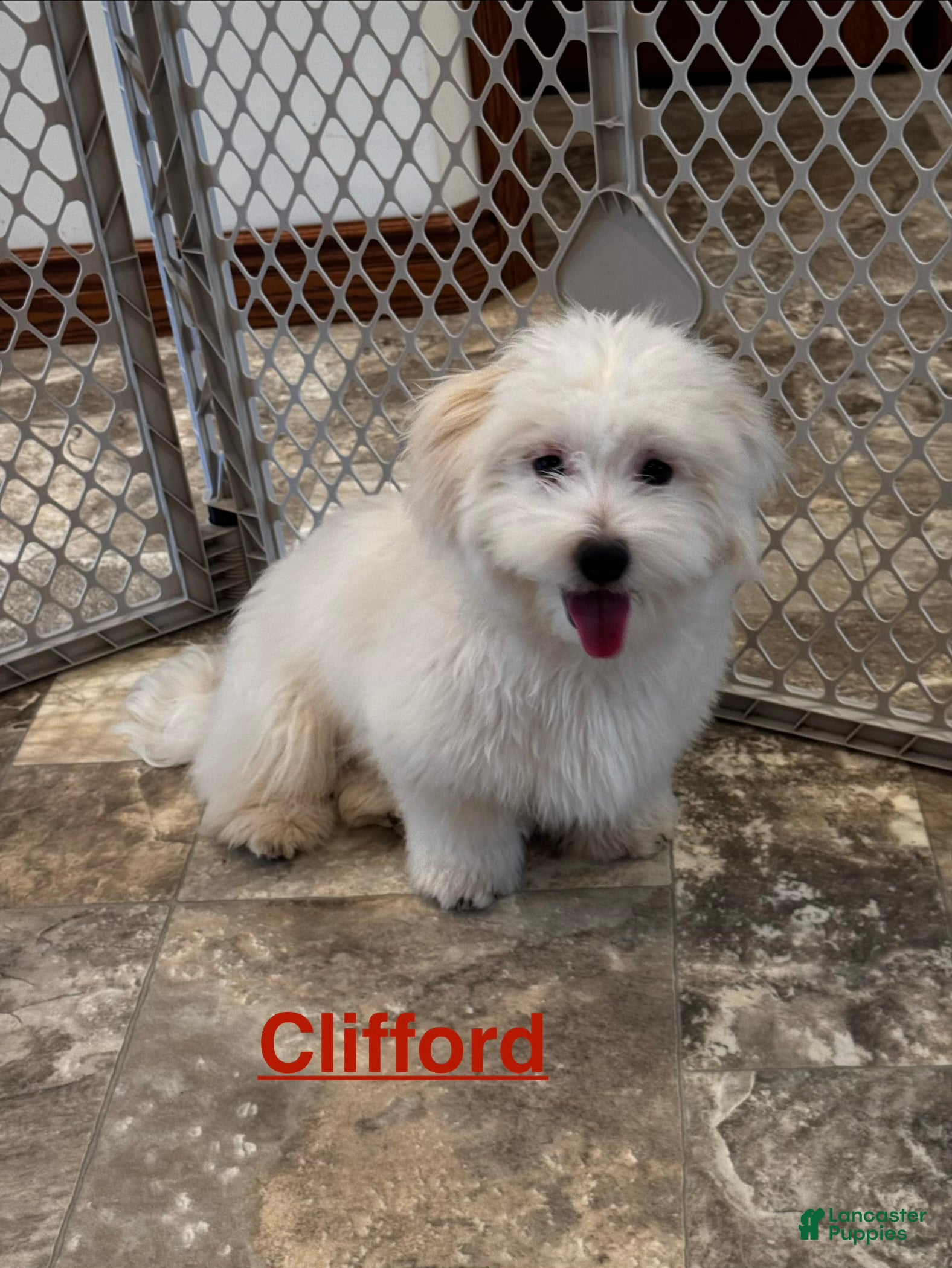 Coton De Tulear dogs Clifford  - Ad 9