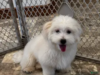 Coton De Tulear dogs Clifford - Ad 9
