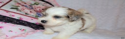 Shihpoo dogs for sale: Eric - Ad 7