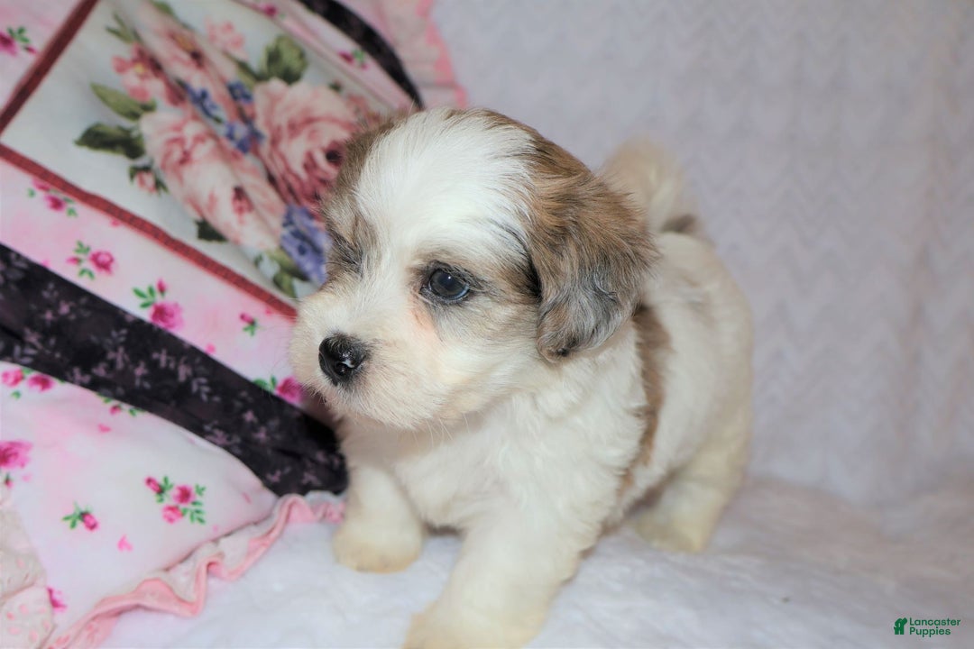 Shihpoo dogs for sale: Eric - Ad 7
