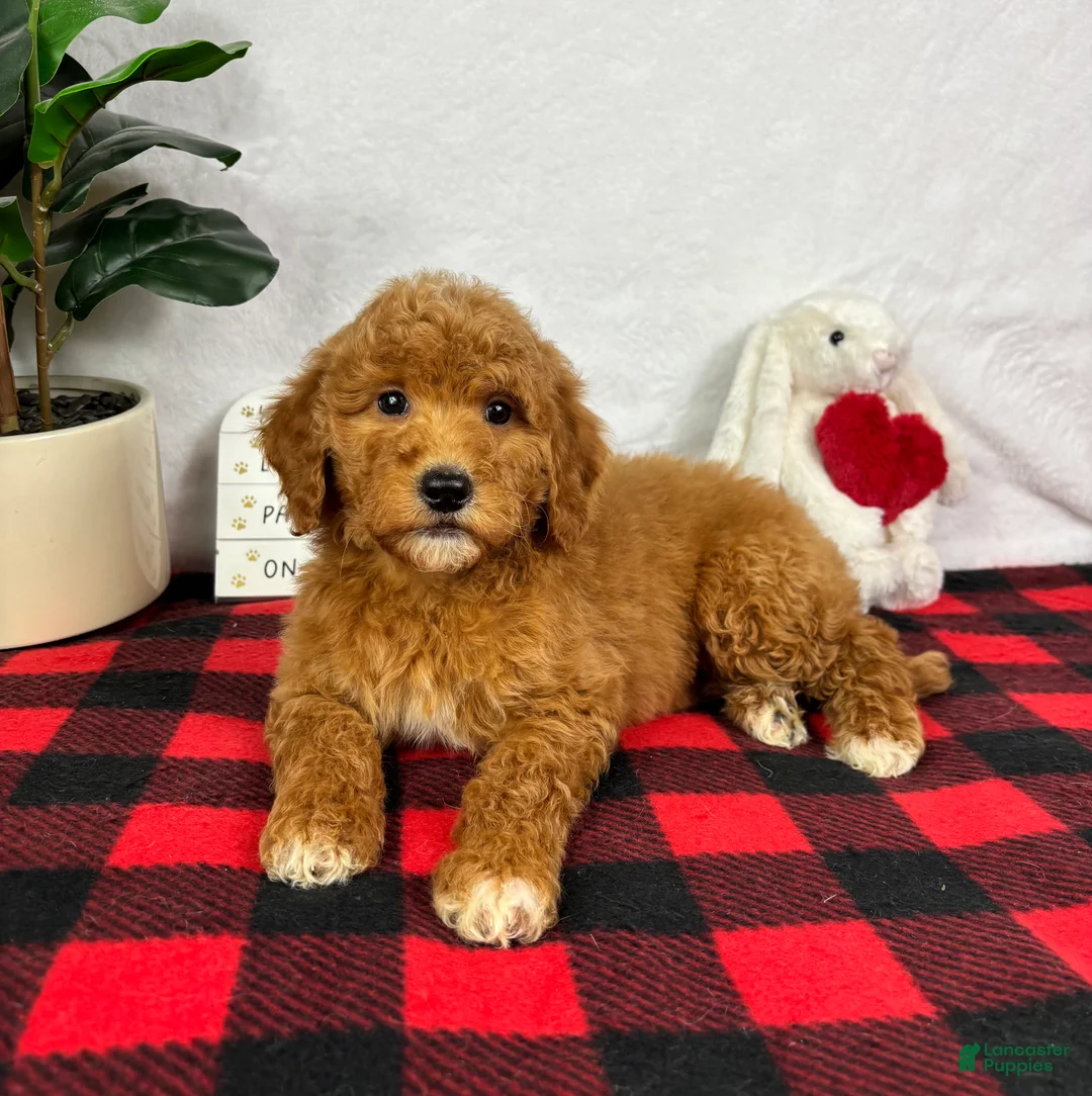 Mini Goldendoodle dogs for sale: Gracie - Ad 4
