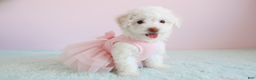 Maltipoo dogs for sale: PRINCESS - Ad 2